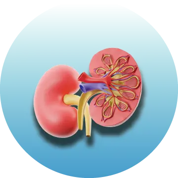 Kidney Test / Packages