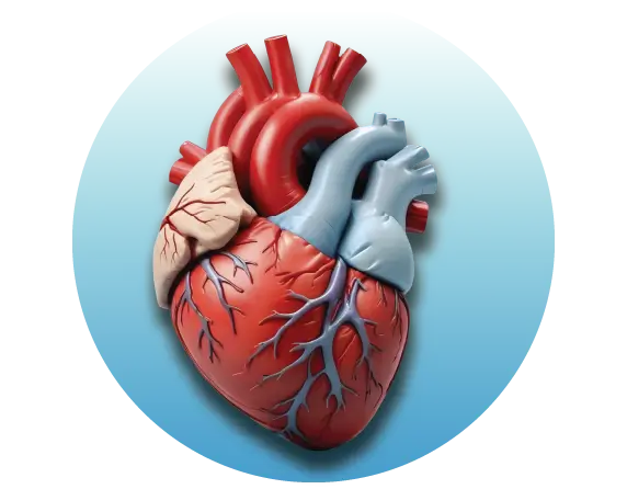 Heart & Hypertension Test / Packages