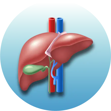 Liver  Test / Packages
